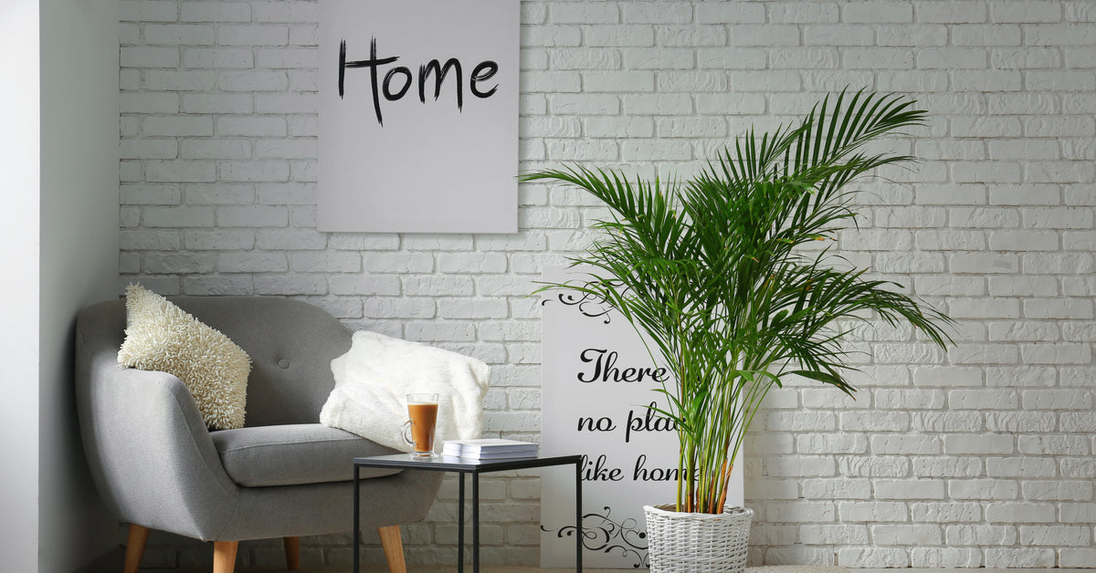 A healthy indoor plant beside a chair and table, in front of sign artworks
