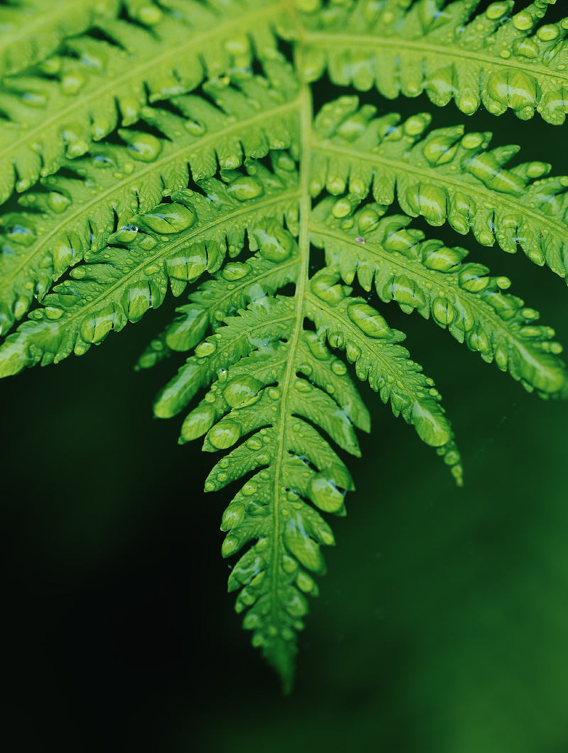 Natural protection against allergens.